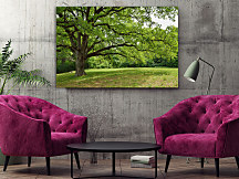 Obraz V zelenom lese